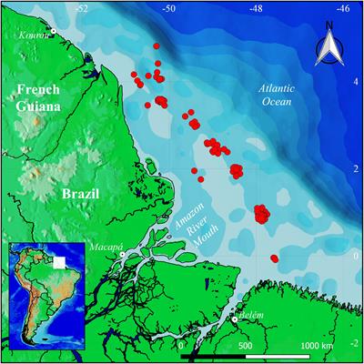 DNA Barcoding for the Assessment of the Taxonomy and Conservation Status of the Fish Bycatch of the Northern Brazilian Shrimp Trawl Fishery